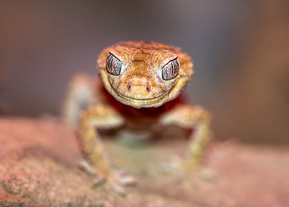 shallow focus photo of brown reptile thumbnail