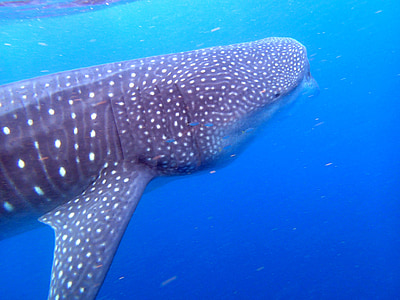 whale shark thumbnail