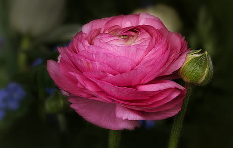 selective focus of pink rose blooming at daytime beside rose bud thumbnail