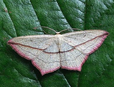 beige and pink moth perching on green leaf in close-up photography thumbnail