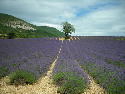 purple field near green tree and hill thumbnail