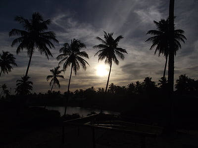 silhouette of trees thumbnail