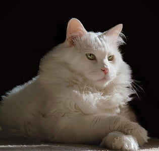 white long-fur cat portrait thumbnail