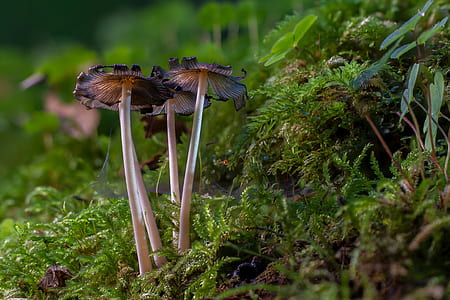 shallow focus photography of brown mushrooms thumbnail