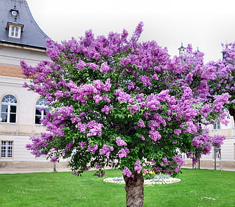 pink flowering tree near house thumbnail