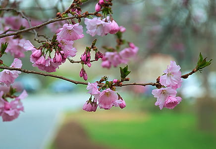 focused photo of pink and brown flowers thumbnail