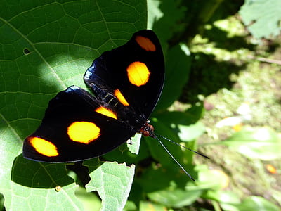 closeup photography of black and yellow butterfly perch on green leaf thumbnail