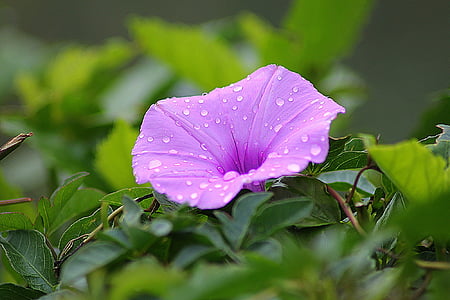 purple morning glory in closeup photography thumbnail