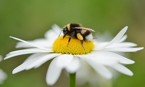 bumblebee perched on white daisy flower in closeup photography thumbnail