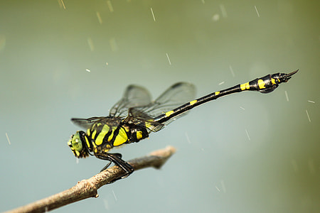 green and black darner dragonfly perched on brown twig thumbnail