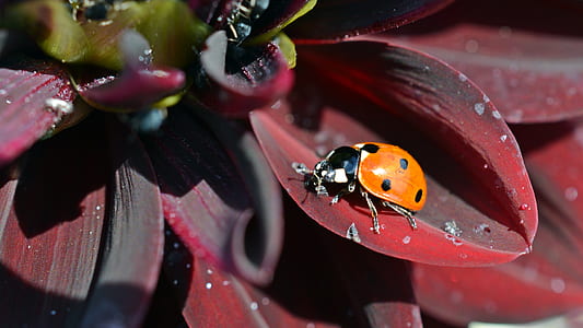 orange ladybug thumbnail