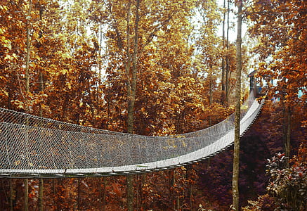 Bridge Going to Forest thumbnail