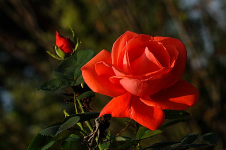 red roses thumbnail