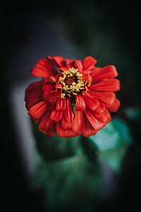 red petaled flower thumbnail