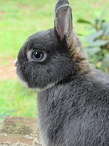 photo of gray rabbit thumbnail