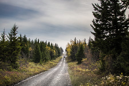 asphalt road in between forest thumbnail