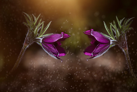 two purple flowered plants thumbnail