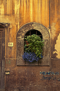 green and blue plant in window thumbnail