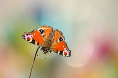 peacock butterfly in close-up photography thumbnail