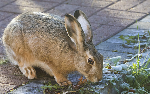 close up of brown rabbit thumbnail