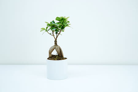 green and brown plant on white ceramic pot thumbnail