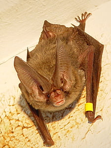 brown bat on yellow all thumbnail