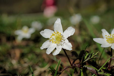 white petaled flowers thumbnail