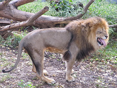 lion standing near brown tree log thumbnail
