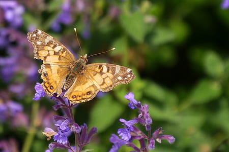 Butterfly visits flowers in a field. thumbnail