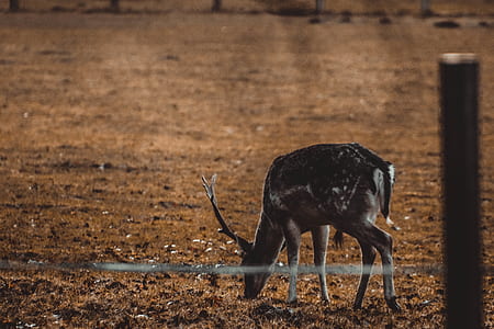 brown deer sniffing on brown soil during daytime thumbnail