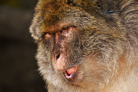 Barbary Ape, Endangered Species thumbnail