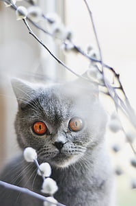 cat, british shorthair cat, pet, feline, amber eyes, grey fur thumbnail