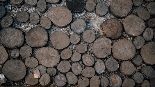 topview of brown wood stumps thumbnail