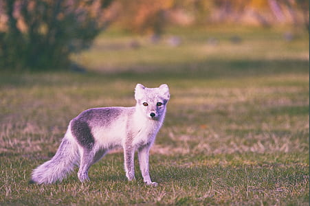 coyote puppy on grass field thumbnail