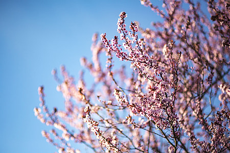 Pink spring flowers thumbnail