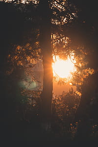 sunset can be seen through trees thumbnail