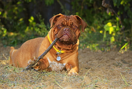 adult red French mastiff on ground close-up photo thumbnail