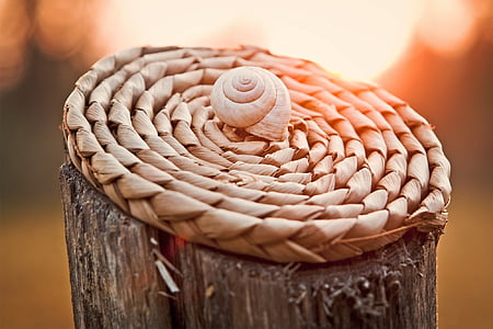 brown seashell on brown surface in closed-up photo during golden hour thumbnail