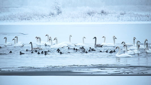 flock of white geese on body of water thumbnail