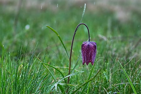 purple petaled flower at daytime thumbnail