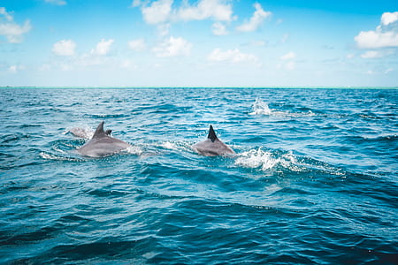 dolphin swims in body of water thumbnail