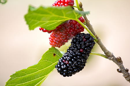 red and black berry fruits thumbnail