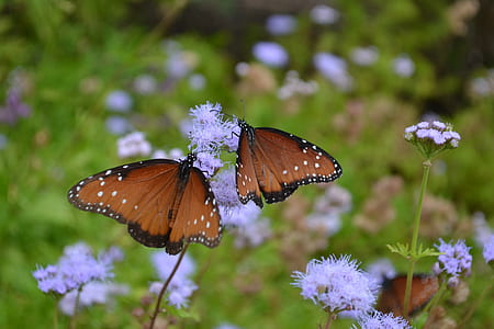 selective focus photograph of two brown-and-black butterflies thumbnail