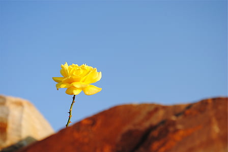 macro shot photography of yellow flower thumbnail