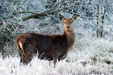 brown deer near tree thumbnail