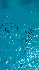 aerial view of silhouette of dolphins under blue sea thumbnail