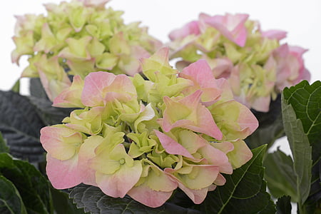 pink-and-green hydrangeas in bloom close up photot thumbnail