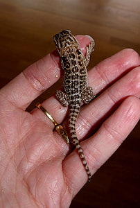 Bearded Dragon, Animals thumbnail