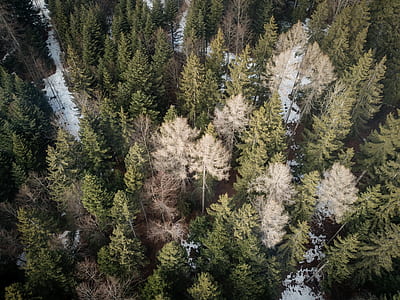 aerial photo of a forest thumbnail