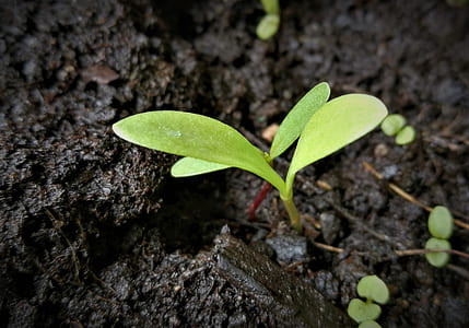 green sprout on soil thumbnail